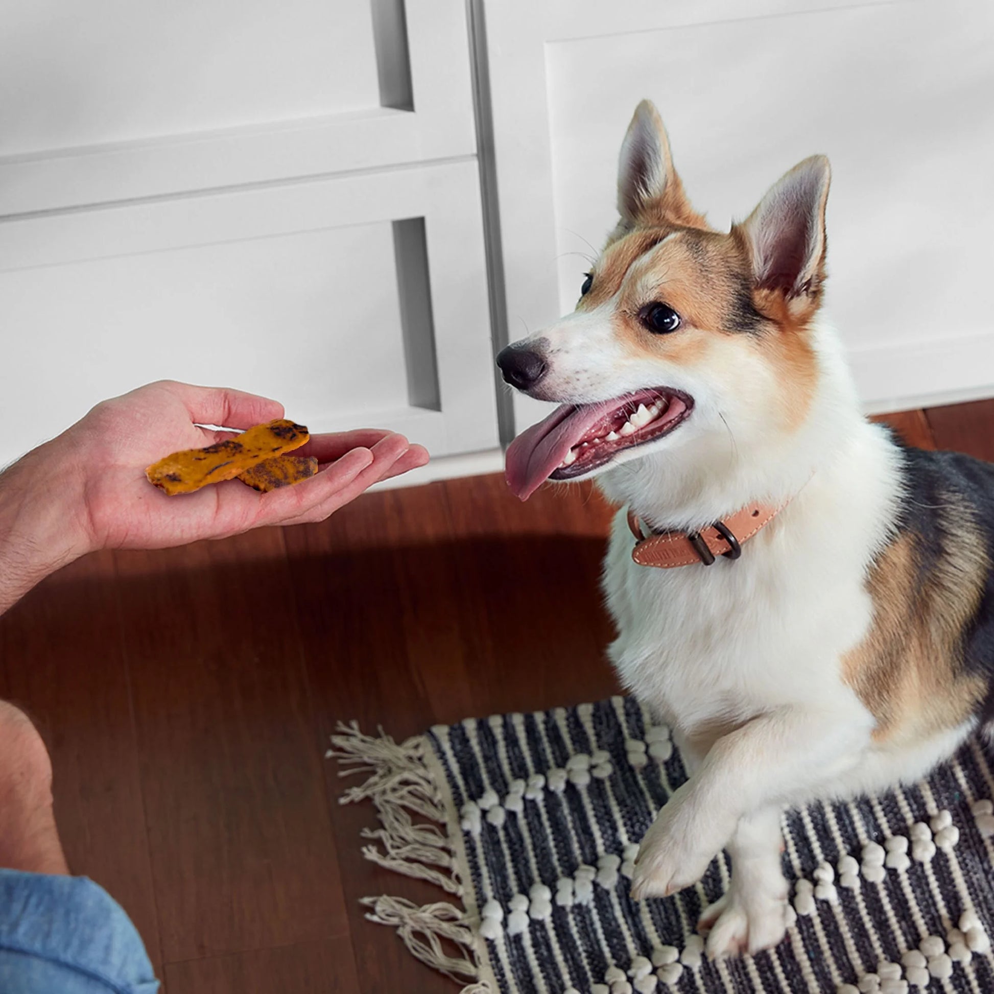 Rachael Ray  Turkey Bites Dry Dog Treats, Turkey & Hickory Smoke Bacon Soft Treats, 5 Oz. Pouch