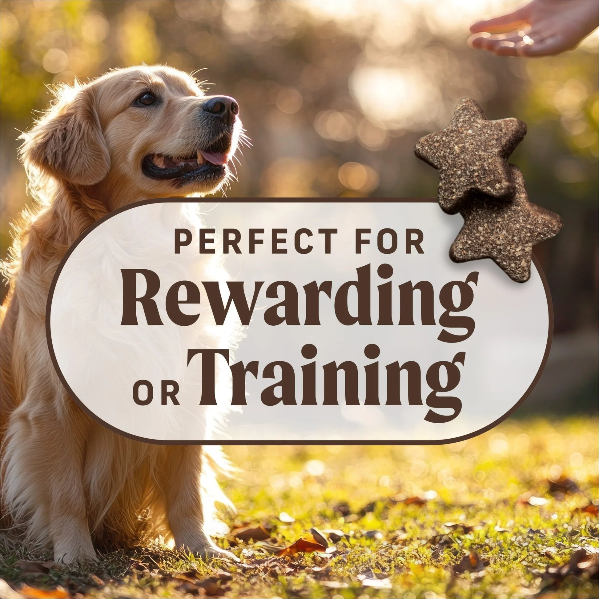 Power Bites Natural Soft and Chewy Real Meat Dog Treats, Grain Free Snack with Real Beef Recipe, 6 Oz. Bag